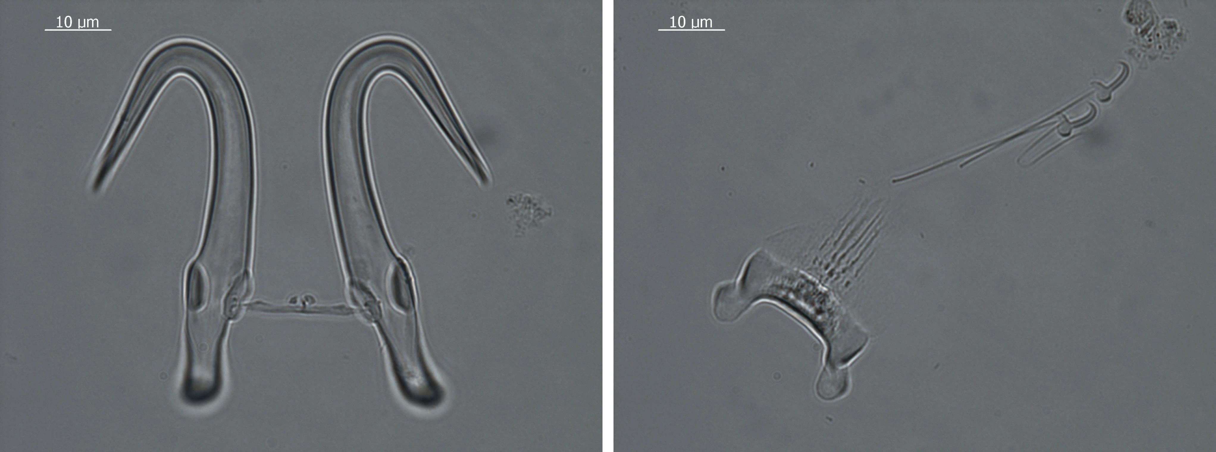 Flatormer: Gyrodactylus pterygialis.