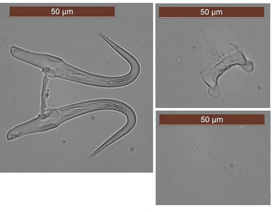 Flatormer: Gyrodactylus pterygialis.