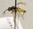 Bladvepser: Dolerus pratorum.