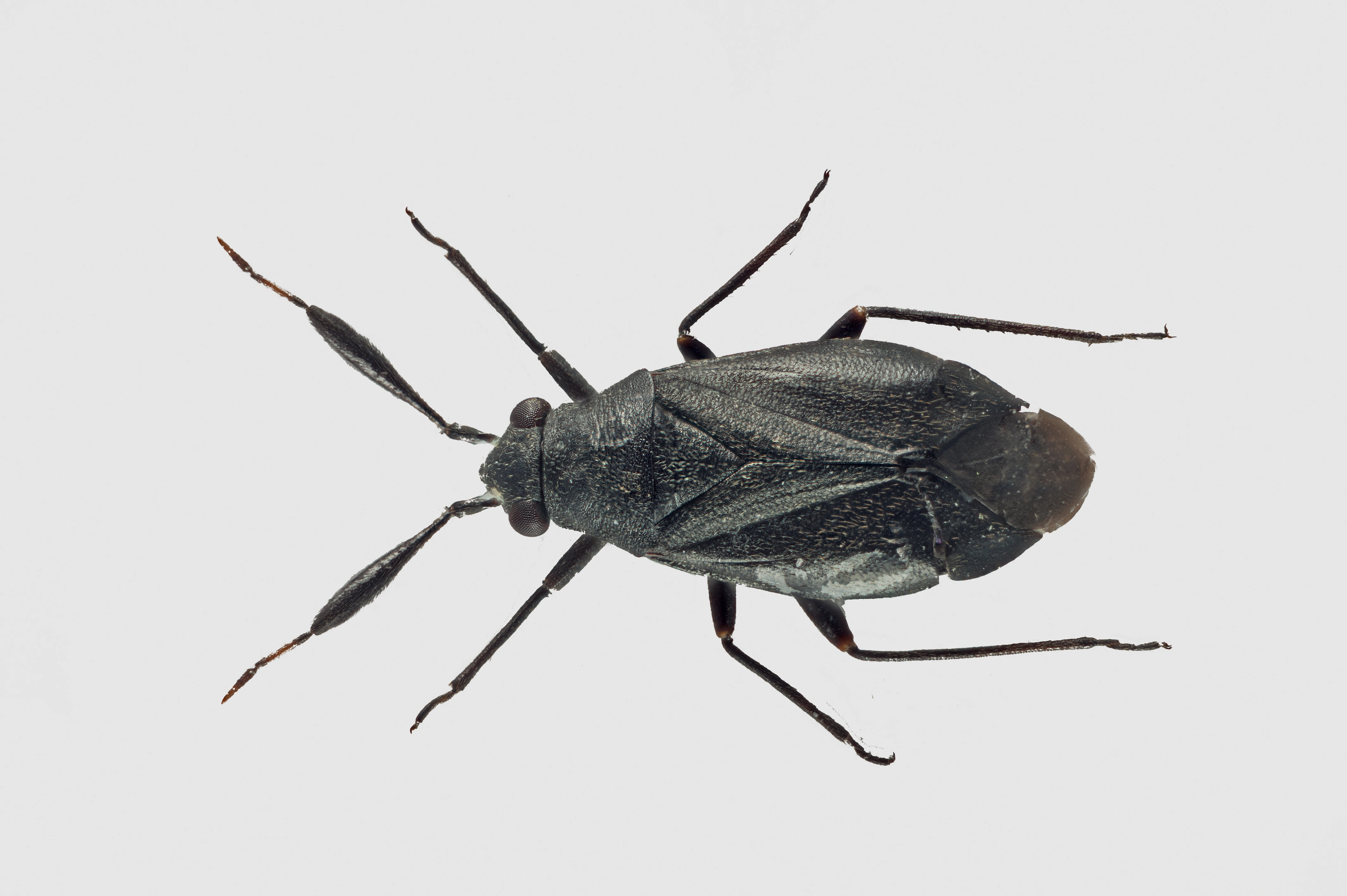 Teger: Heterocordylus tumidicornis.