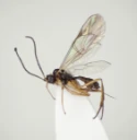 Stilkvepser: Aperileptus infuscatus.