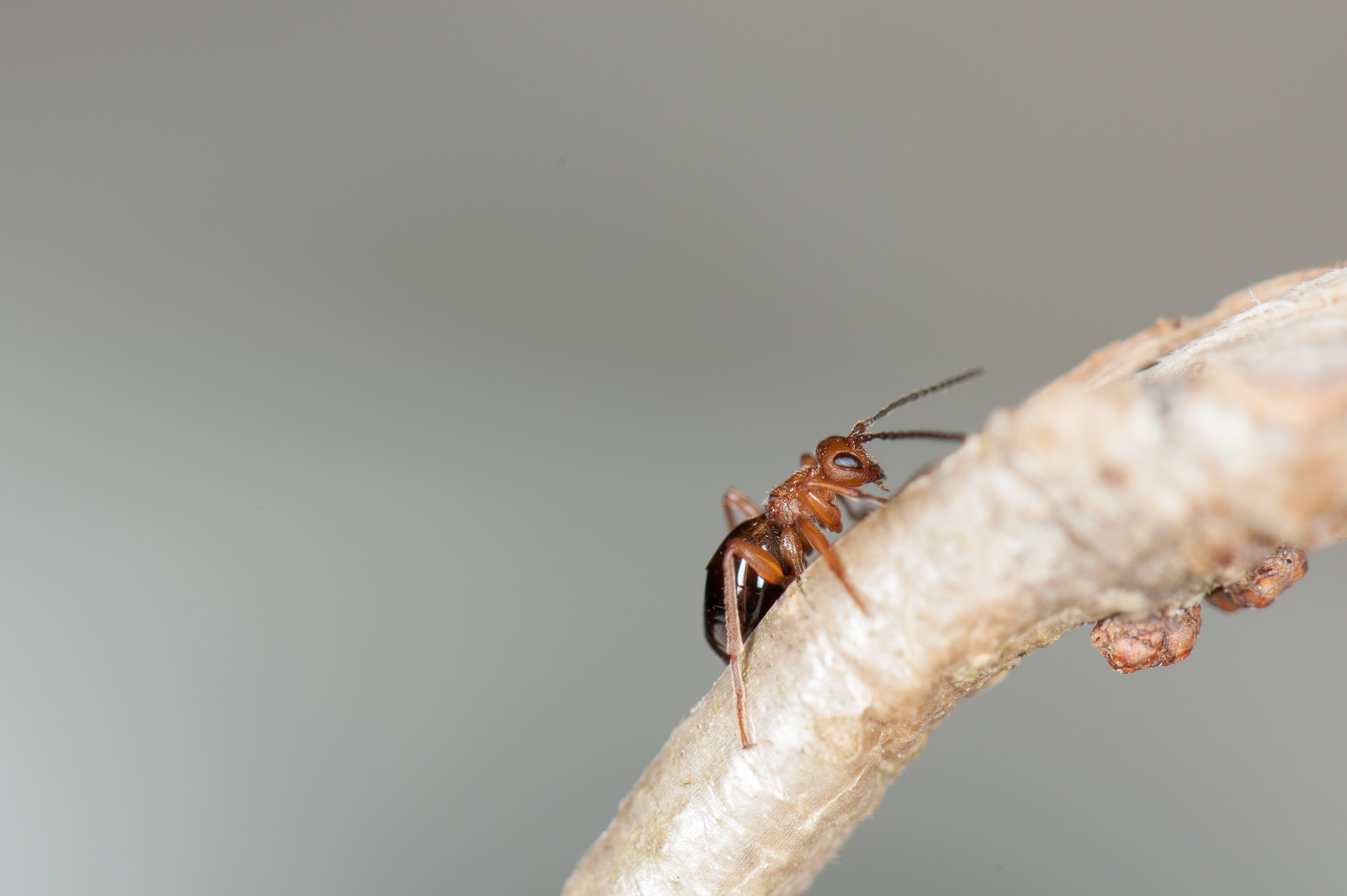 Stilkvepser: Biorhiza pallida.