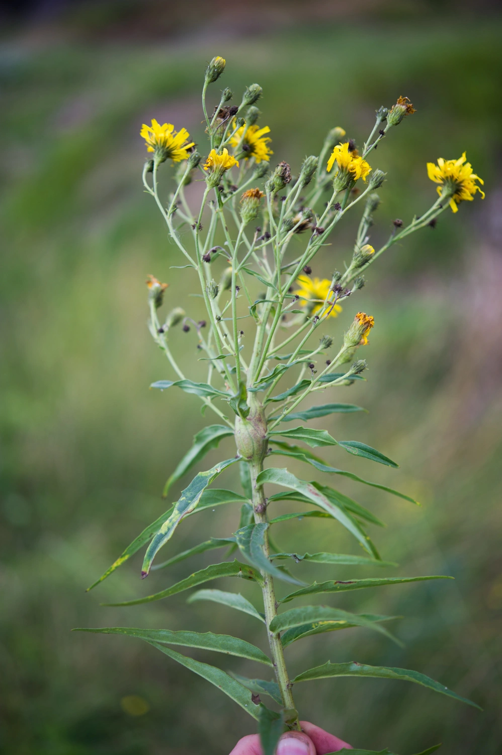 Stilkvepser: Aulacidea hieracii.